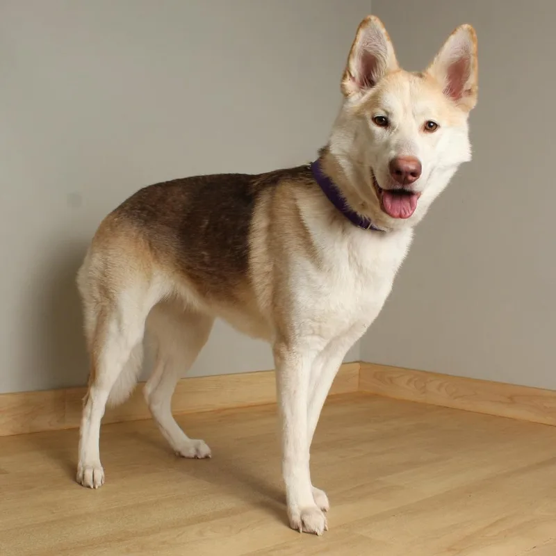 An adult medium-sized female Yellow / Tan / Blond / Fawn Shepherd dog named Kova D for adoption in Minnetonka, MN