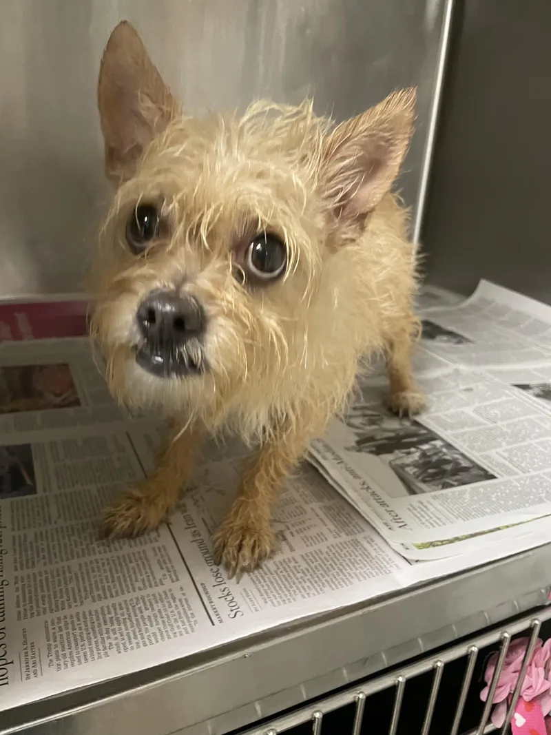 A young small-sized female Parson Russell Terrier dog named Sandy for adoption in Van Nuys, CA