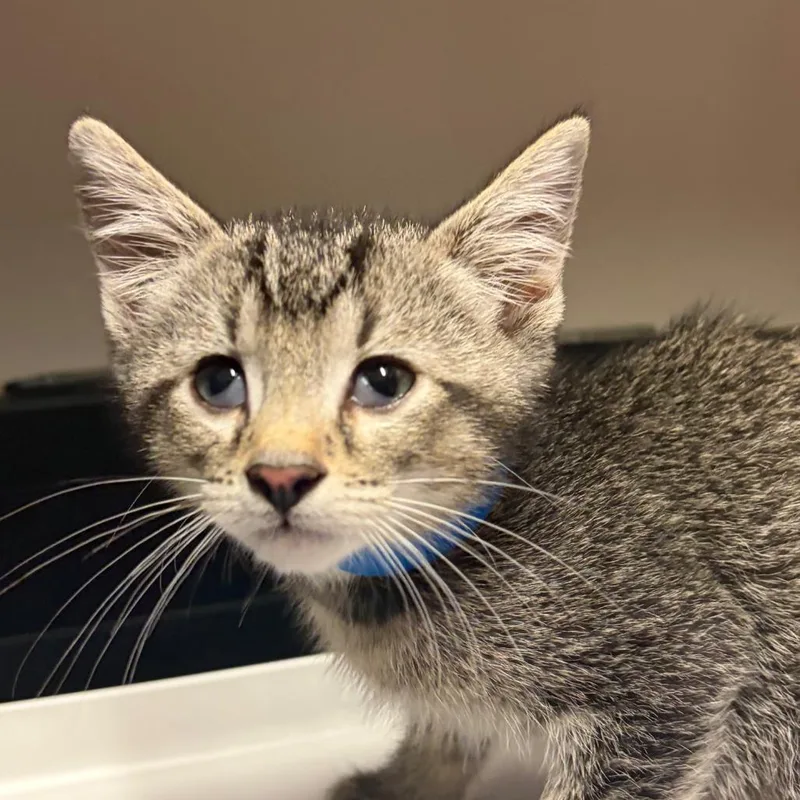 A baby small-sized male Black Domestic Short Hair cat named Taro for adoption in Chattanooga, TN