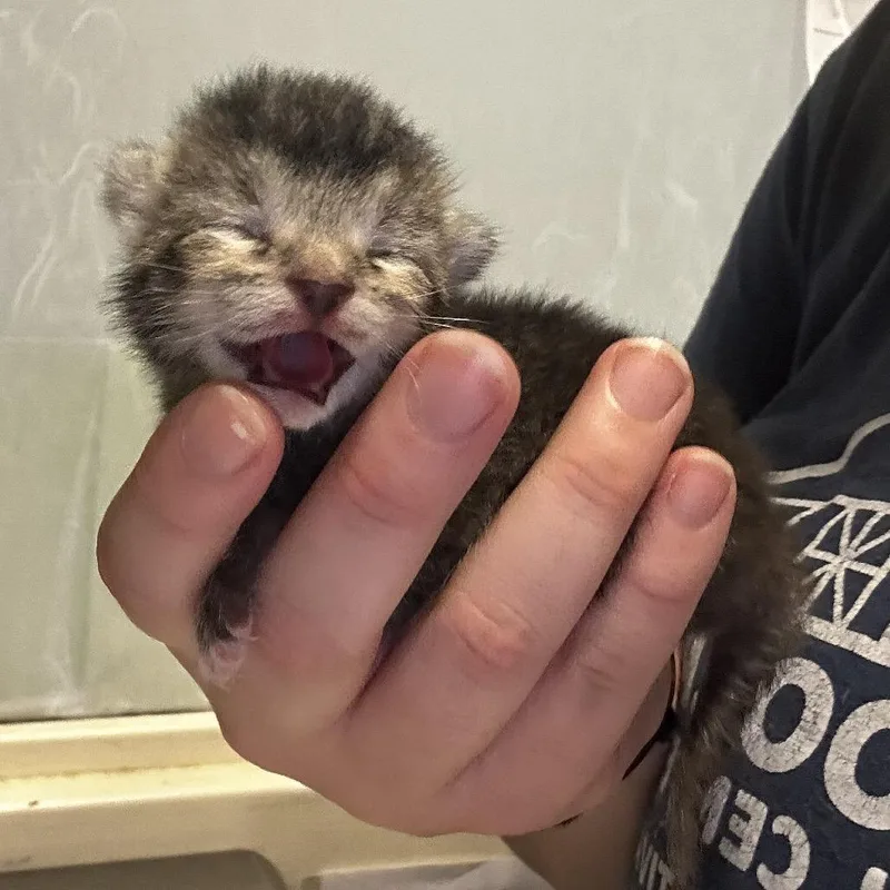 Taro thumbnail 3