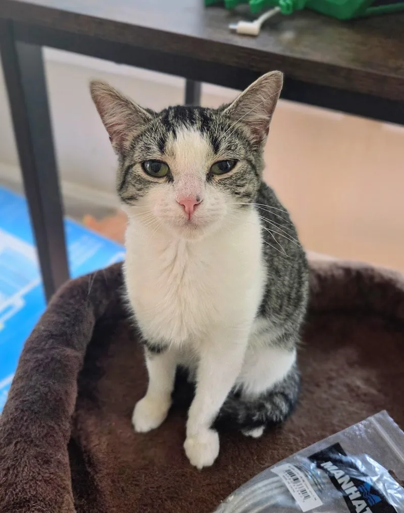 A young medium-sized female Tabby (Brown / Chocolate) Domestic Short Hair cat named Berkley for adoption in Oriental, NC