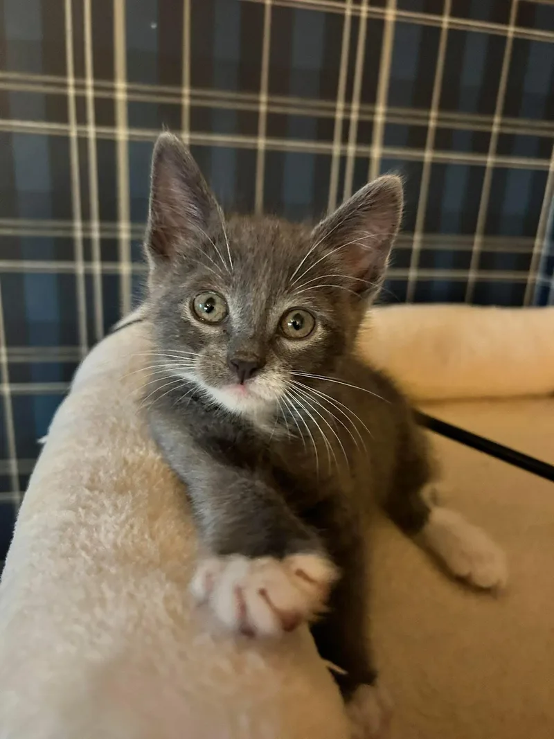 A baby small-sized male Domestic Short Hair cat named Winston for adoption in queen creek, AZ