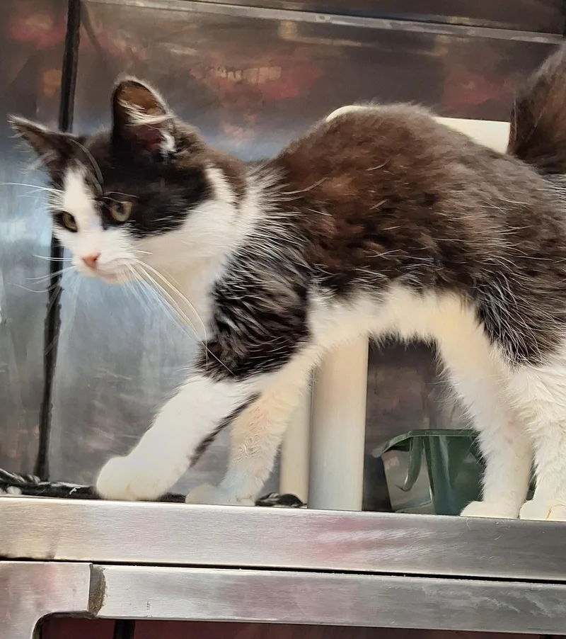 A young medium-sized male Domestic Medium Hair cat named Sharpie for adoption in Stanton, KY
