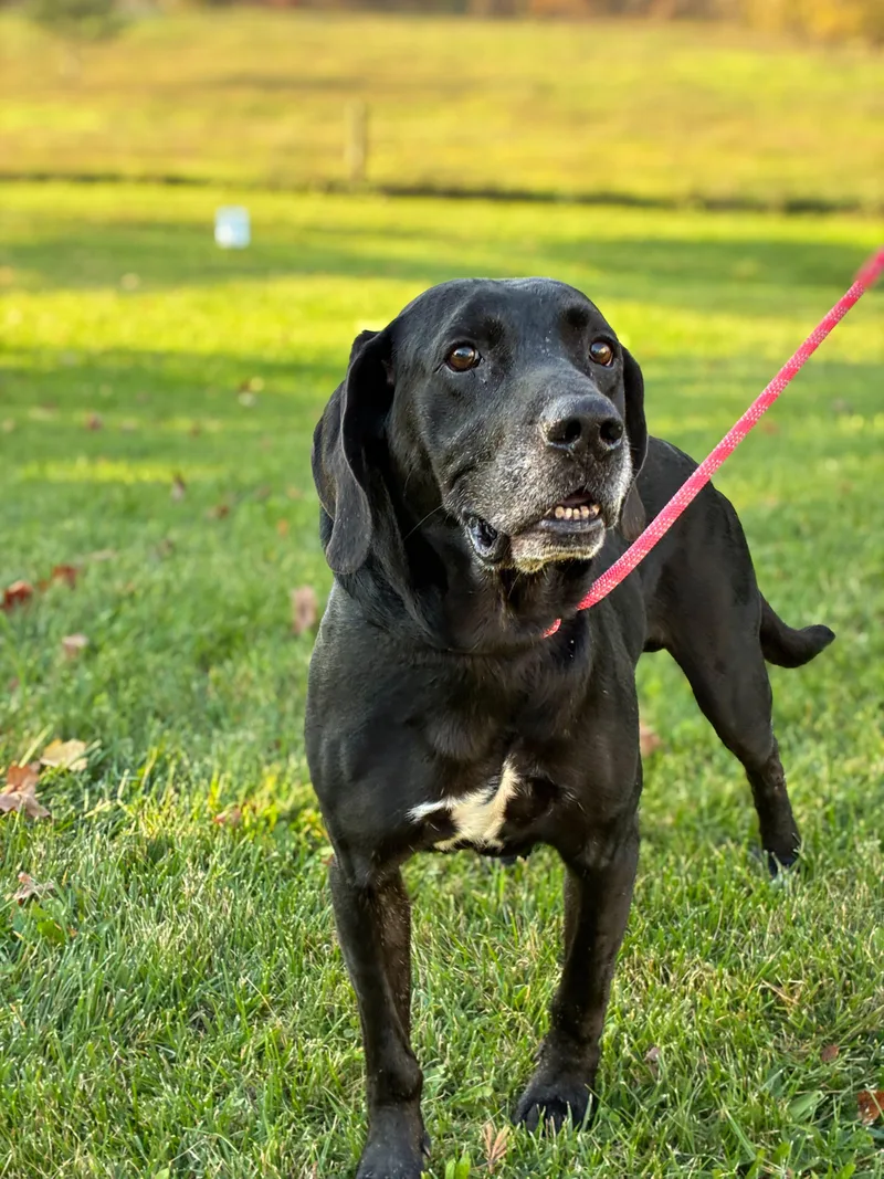 An adult medium-sized male Mixed Breed dog named Cooper for adoption in Norwich, NY