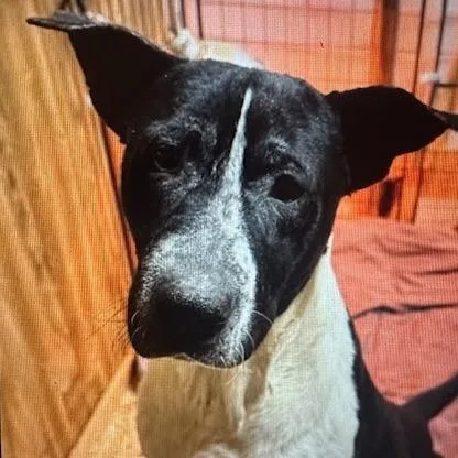 An adult medium-sized male Black Australian Cattle Dog / Blue Heeler dog named Rodger for adoption in Enterprise, AL