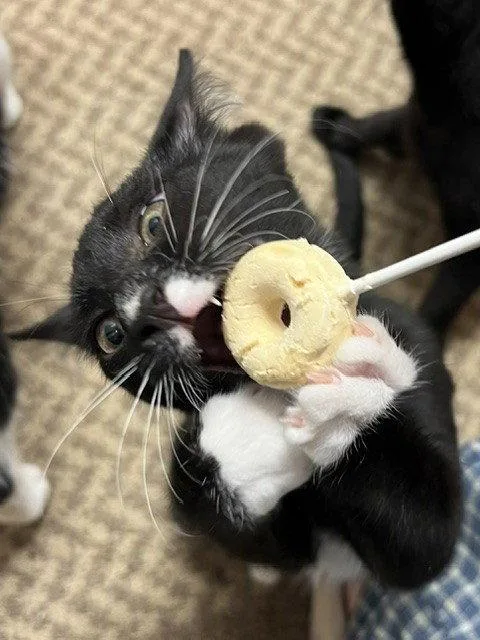 A baby medium-sized male Black & White / Tuxedo Domestic Short Hair cat named Trumpet for adoption in Nashville, TN