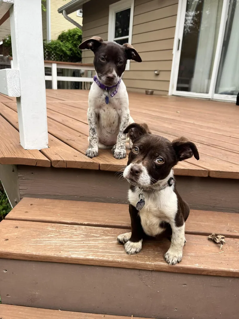 A baby medium-sized female Brown / Chocolate English Pointer dog named Molly for adoption in Lincoln, NE