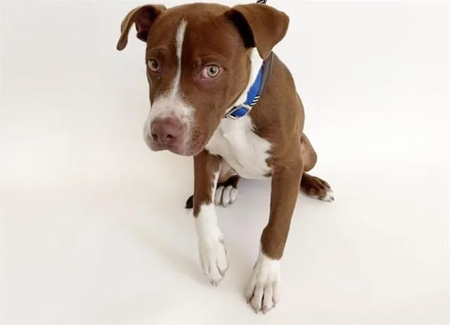 A baby small-sized male Terrier dog named Beans for adoption in Saint Louis, MO