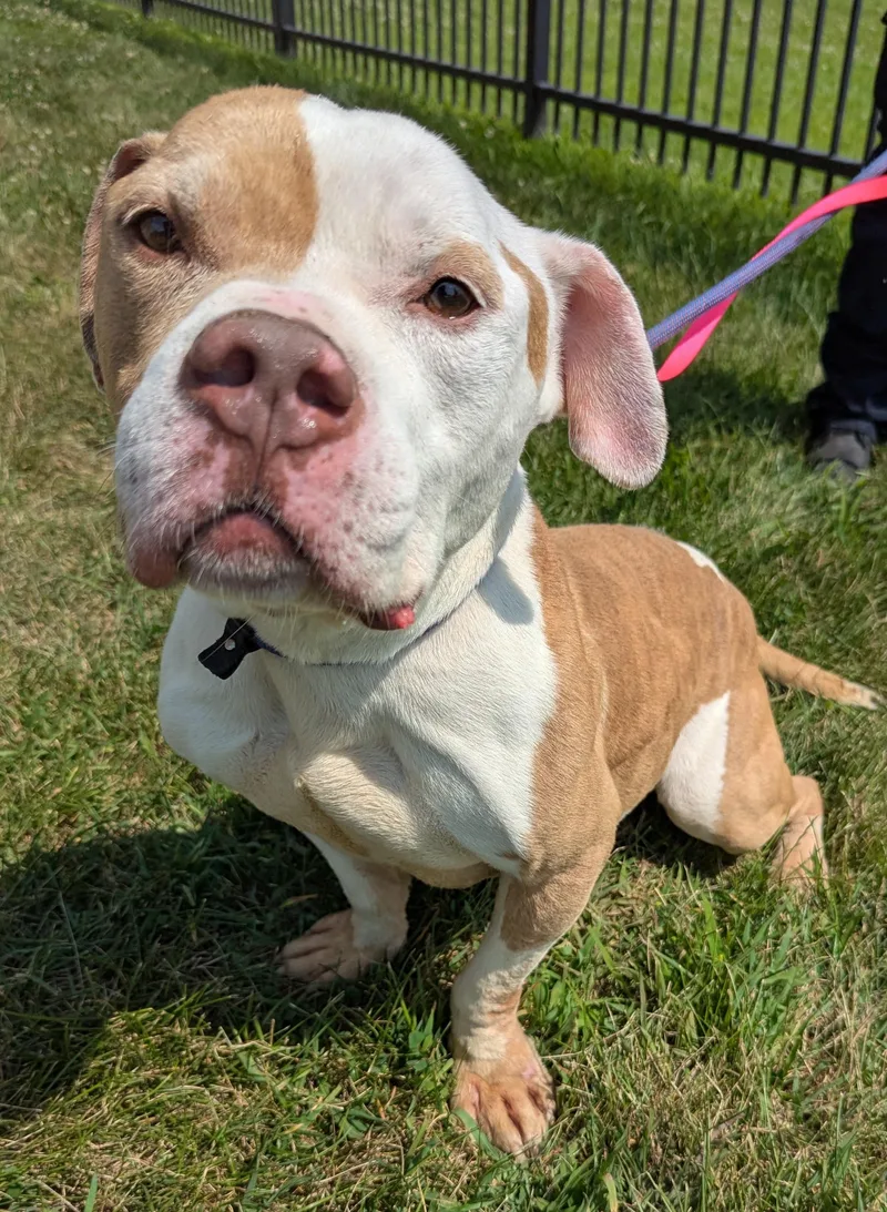 An adult medium-sized male Yellow / Tan / Blond / Fawn American Bulldog dog named Shilo for adoption in Valparaiso, IN