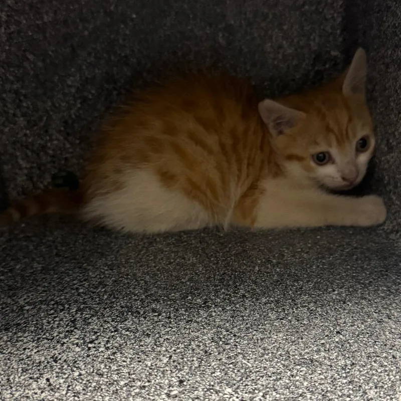 A baby small-sized male Orange / Red Domestic Short Hair cat named Stevie Hawk for adoption in Greenville, SC