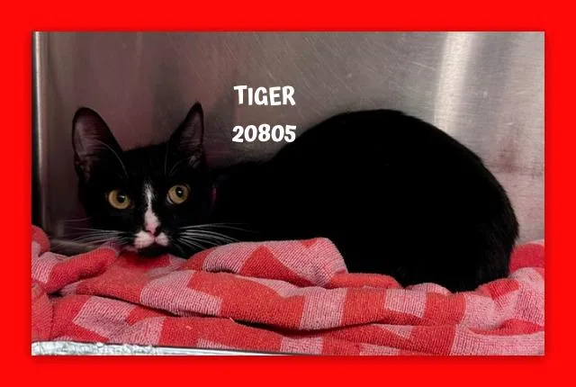 A young small-sized female Black & White / Tuxedo Domestic Short Hair cat named Tiger for adoption in Marietta, GA