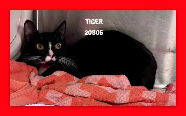 Tiger thumbnail 2
