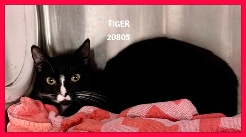 Tiger thumbnail 3