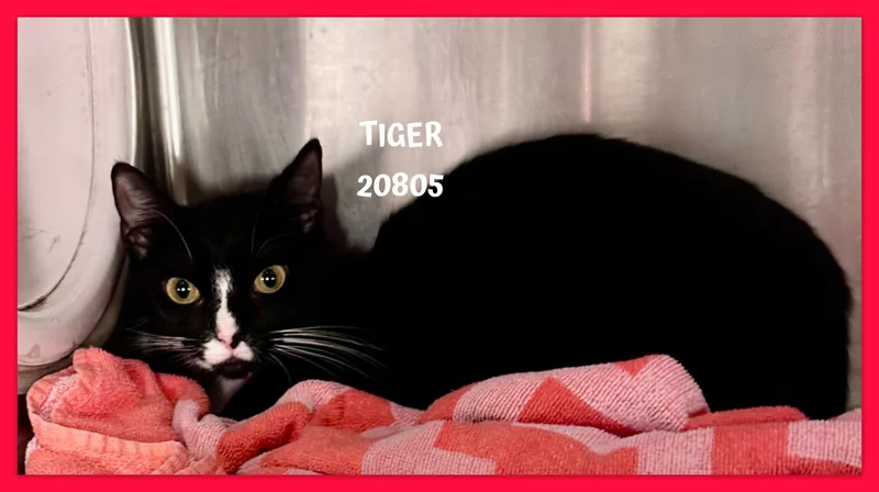 Tiger thumbnail 4