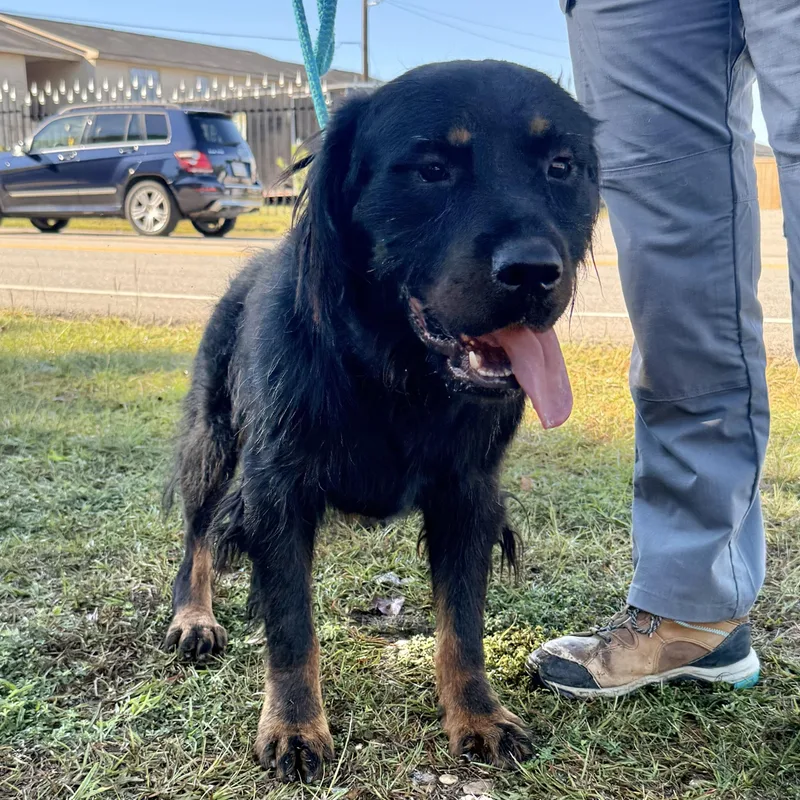 An adult large-sized male Black Rottweiler dog named Scorpion for adoption in Columbia, SC