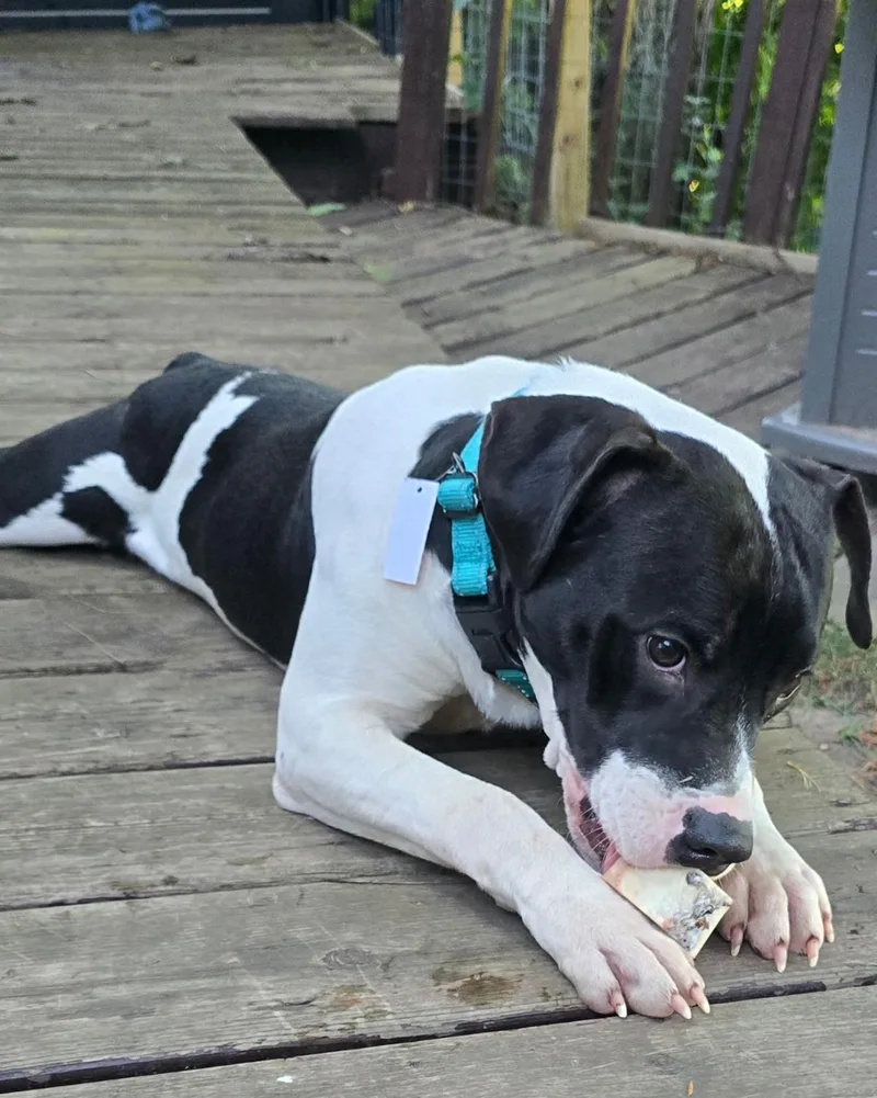 Big John thumbnail 3