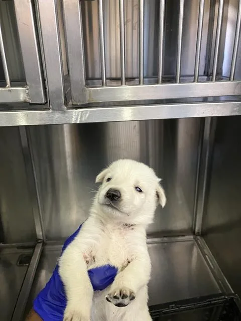 A baby small-sized female Mixed Breed dog named Bruno for adoption in Dallas, TX