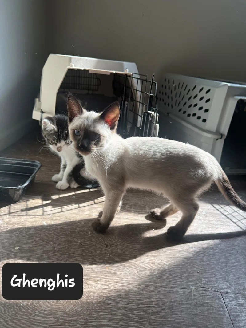 A baby small-sized male Domestic Short Hair cat named Ghenghis for adoption in Heyburn, ID