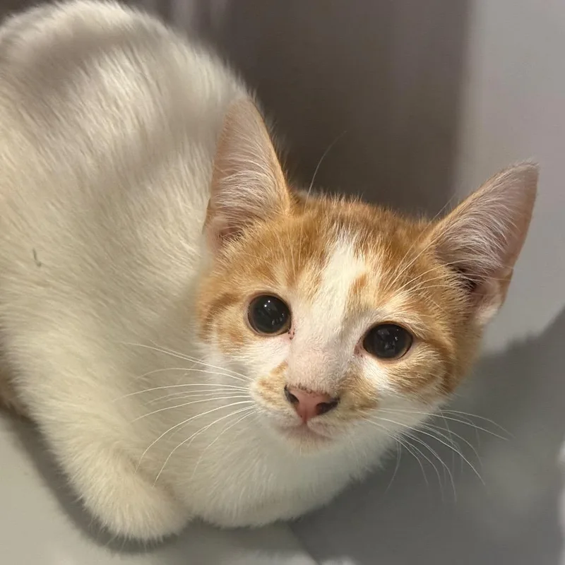 A baby small-sized female Orange / Red Domestic Short Hair cat named Sour for adoption in Charlottesville, VA
