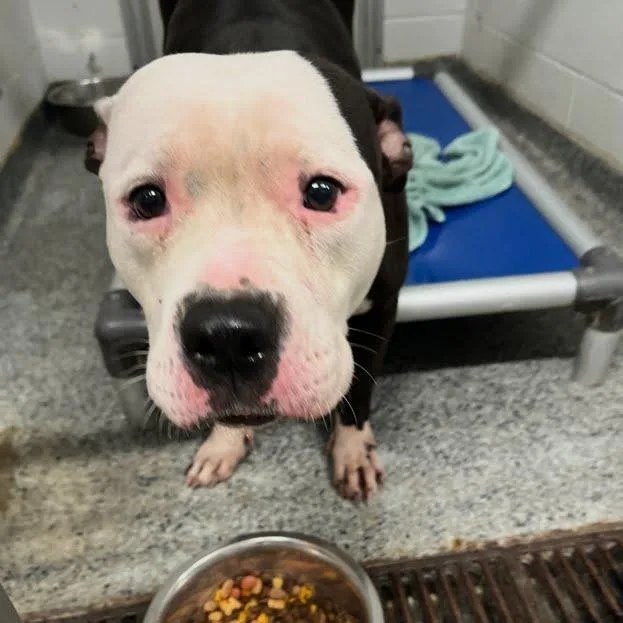 An adult medium-sized female Black Mixed Breed dog named Ellie for adoption in Jeffersonville, IN