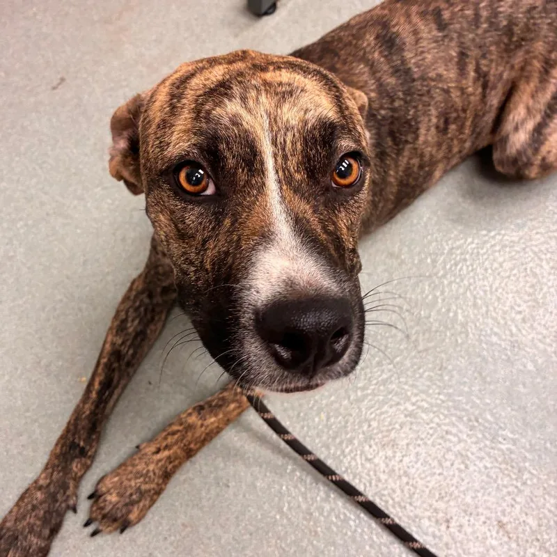 An adult medium-sized male Brown / Chocolate Pit Bull Terrier dog named Chester for adoption in Abilene, TX