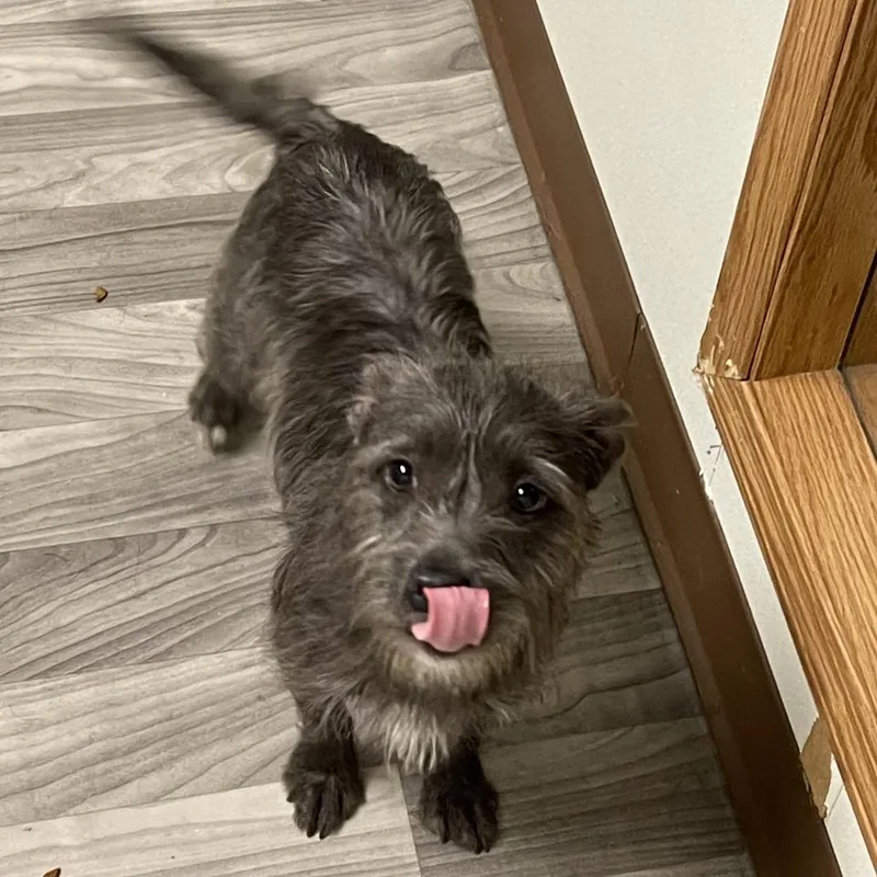 An adult small-sized female Gray / Blue / Silver Terrier dog named Tandy for adoption in Graham, WA