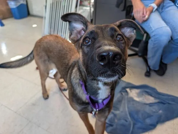 A young large-sized female German Shepherd Dog dog named Lola for adoption in Oceanside, CA