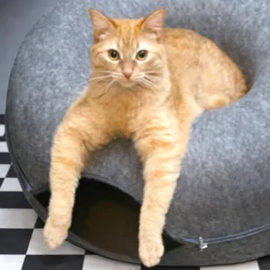 A baby large-sized male Orange / Red Bengal cat named Remarkable Russell! for adoption in Danbury, CT