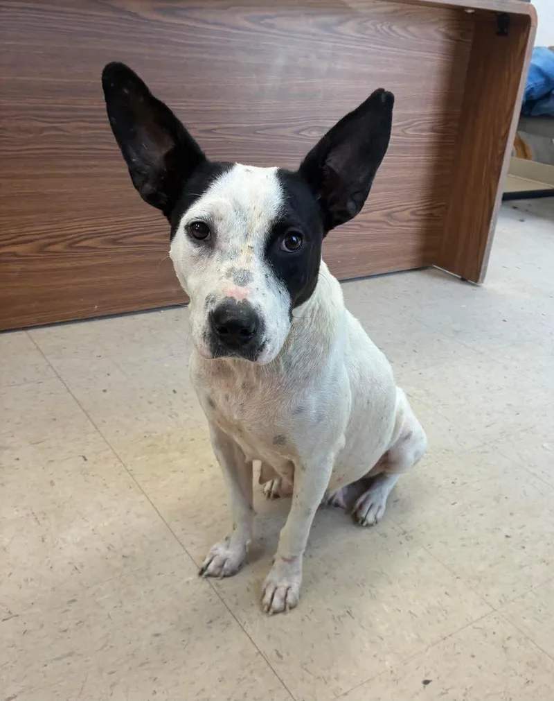 An adult medium-sized male Terrier dog named Emmy for adoption in Senatobia, MS