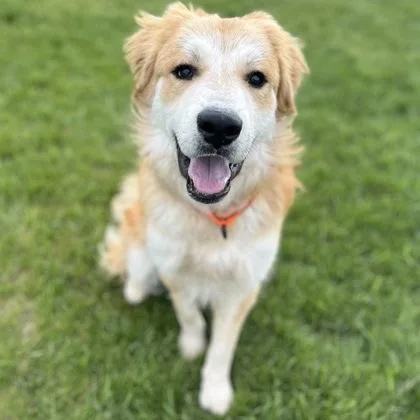 A young large-sized male Mixed Breed dog named Ducky for adoption in Janesville, WI
