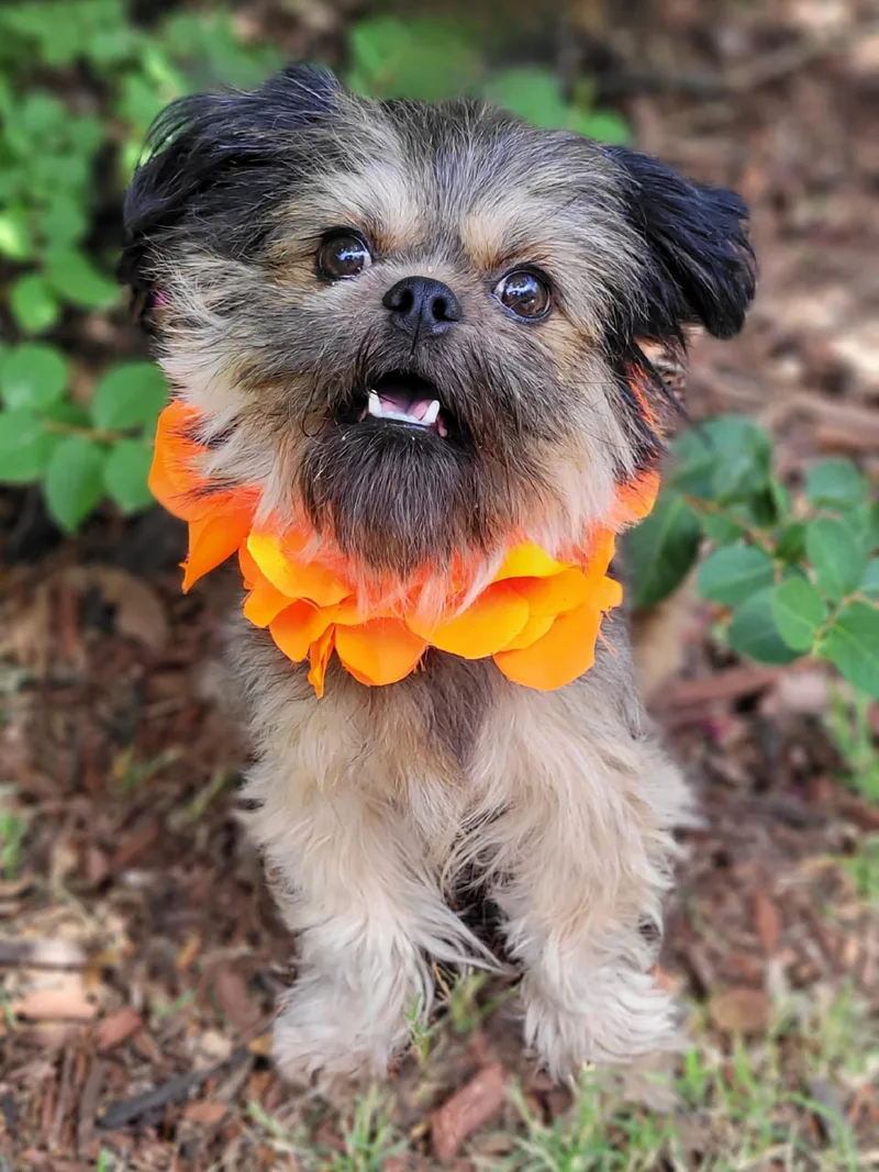 A young small-sized female Shih Tzu dog named Fancy for adoption in Vernon, TX