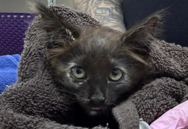 A baby small-sized female Domestic Short Hair cat named Cluck for adoption in El Cajon, CA