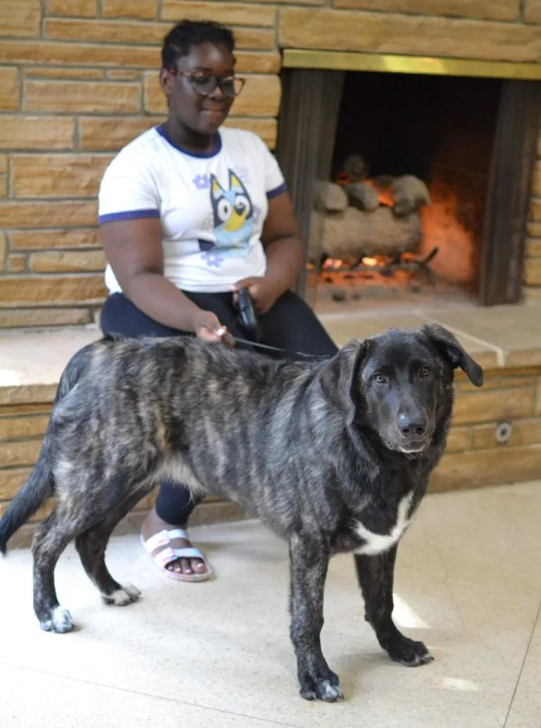 A young extra large-sized male Golden Retriever dog named Smokey for adoption in Germantown, TN