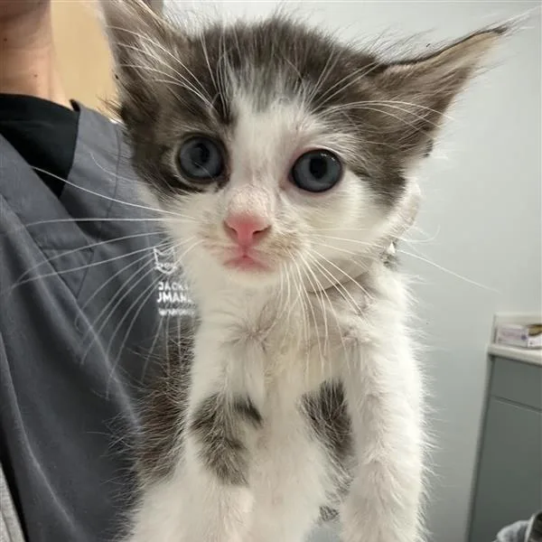 A baby small-sized female Brown / Chocolate Domestic Short Hair cat named Leopard Seal for adoption in Jacksonville, FL