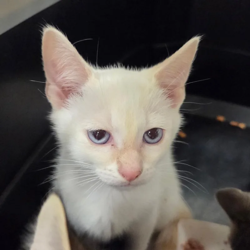 A baby small-sized male White Siamese cat named Buzz for adoption in Chattanooga, TN