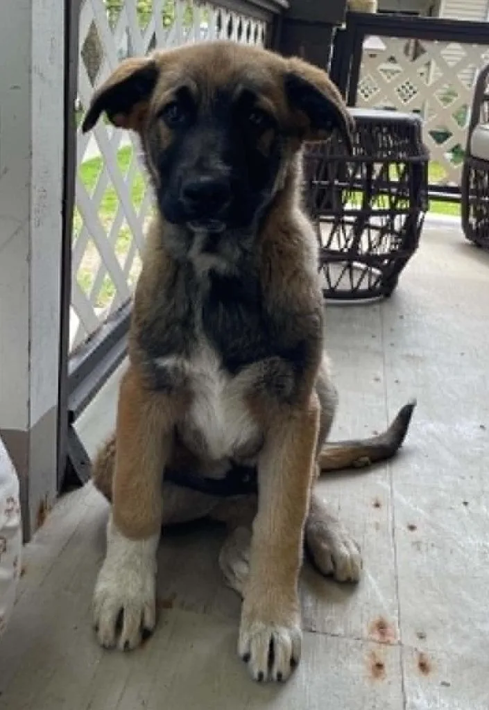 A baby large-sized male German Shepherd Dog dog named Syrup for adoption in Warren, MI