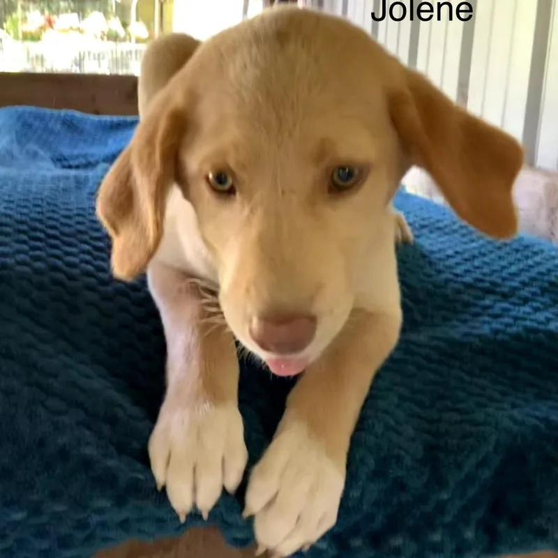 A baby medium-sized female Yellow / Tan / Blond / Fawn Labrador Retriever dog named Jolene for adoption in Mount Pleasant, TX