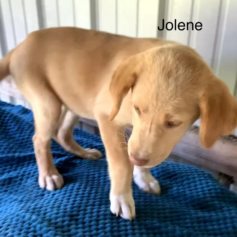 Jolene thumbnail 2