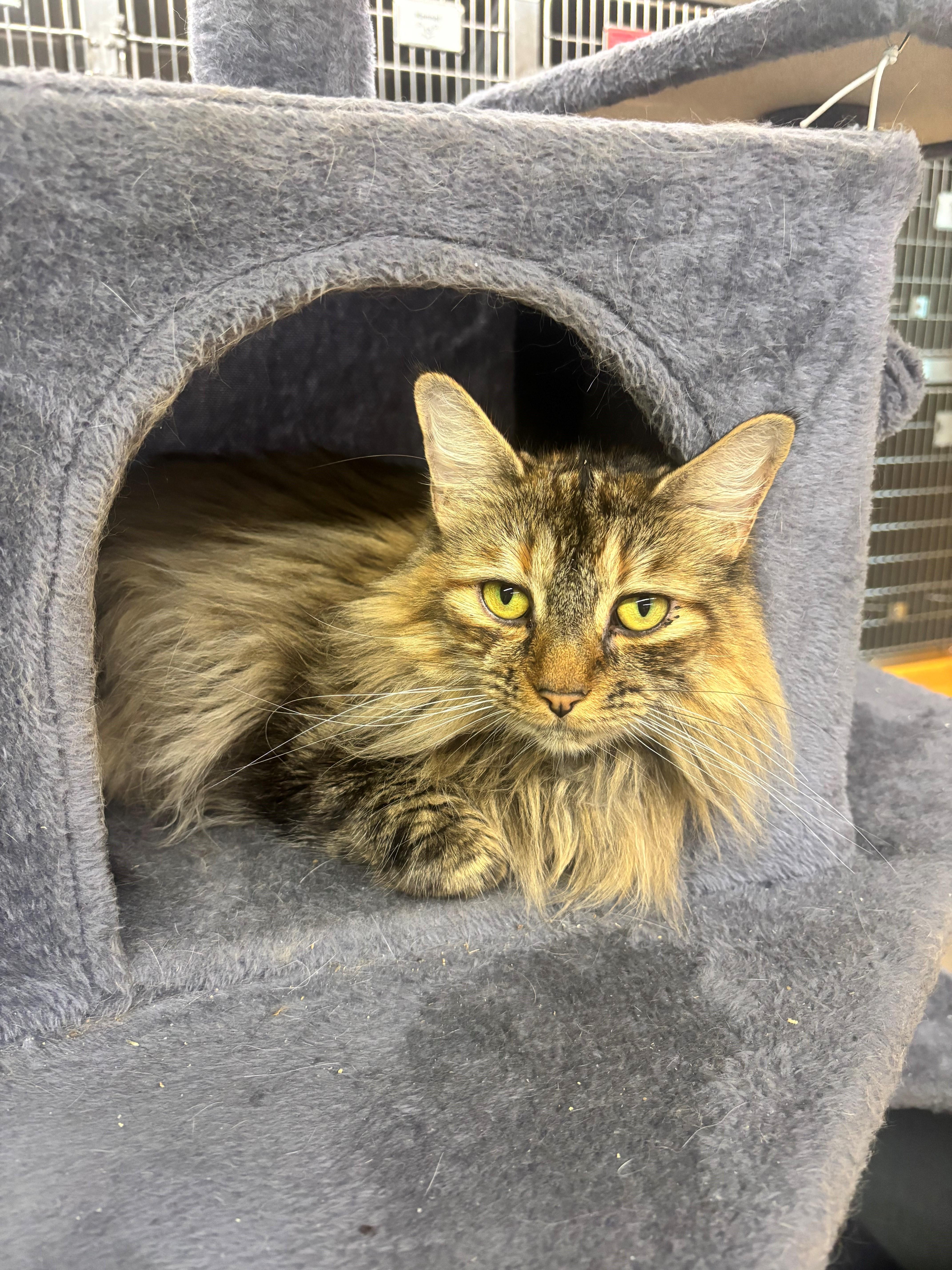 An adult medium-sized female Domestic Long Hair cat named Shirley for adoption in Edison, NJ