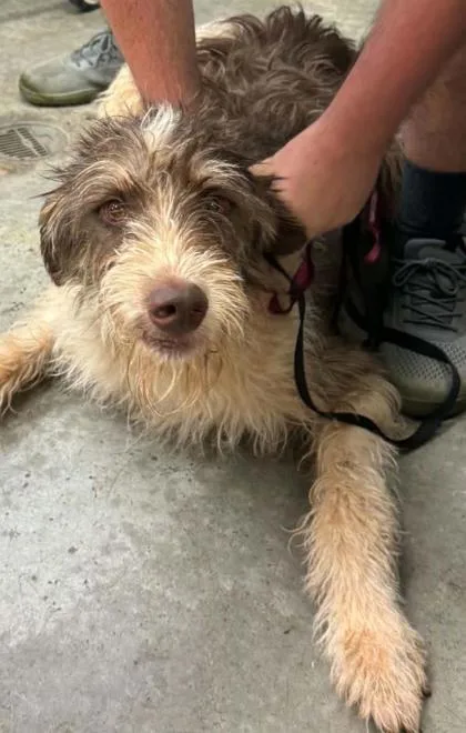 A young small-sized male Standard Poodle dog named Miko for adoption in Bowling Green, KY