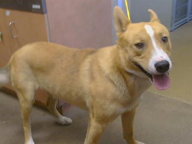 A young large-sized male Australian Cattle Dog / Blue Heeler dog named Bernard for adoption in Sacramento, CA