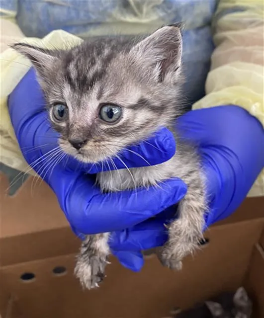 A baby medium-sized male Domestic Short Hair cat named Ezra for adoption in Dallas, TX