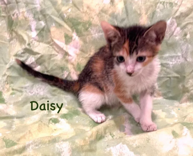 A baby small-sized female Calico cat named Daisy for adoption in New Orleans, LA