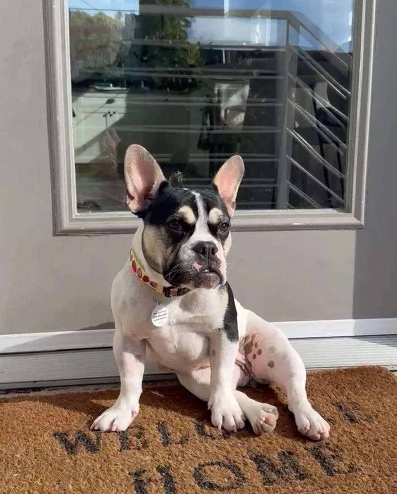 A baby small-sized female White / Cream French Bulldog dog named Grace for adoption in Los Angeles, CA