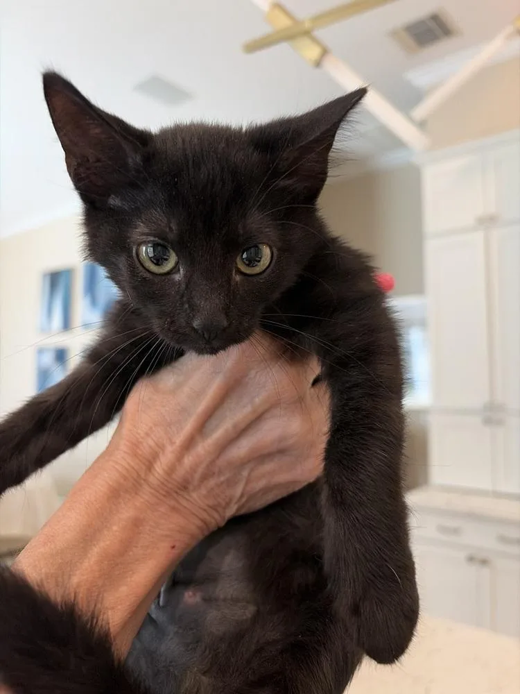 A baby small-sized female Black American Shorthair cat named Mika for adoption in Tampa, FL