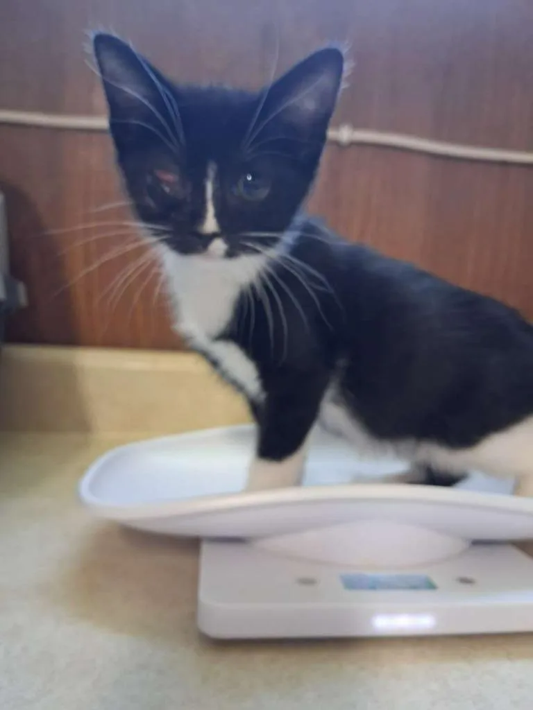 A baby small-sized female Domestic Short Hair cat named Melody for adoption in Hillsboro, OH