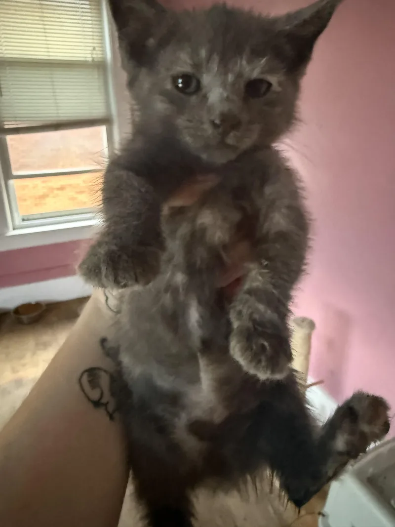 A baby small-sized female Domestic Short Hair cat named Dottie for adoption in Bethel Park, PA
