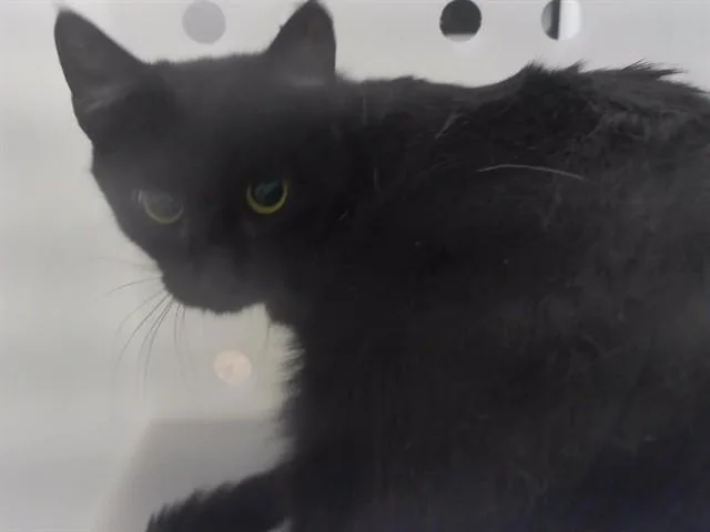A young small-sized female Domestic Short Hair cat named Rainy Daze for adoption in Omaha, NE