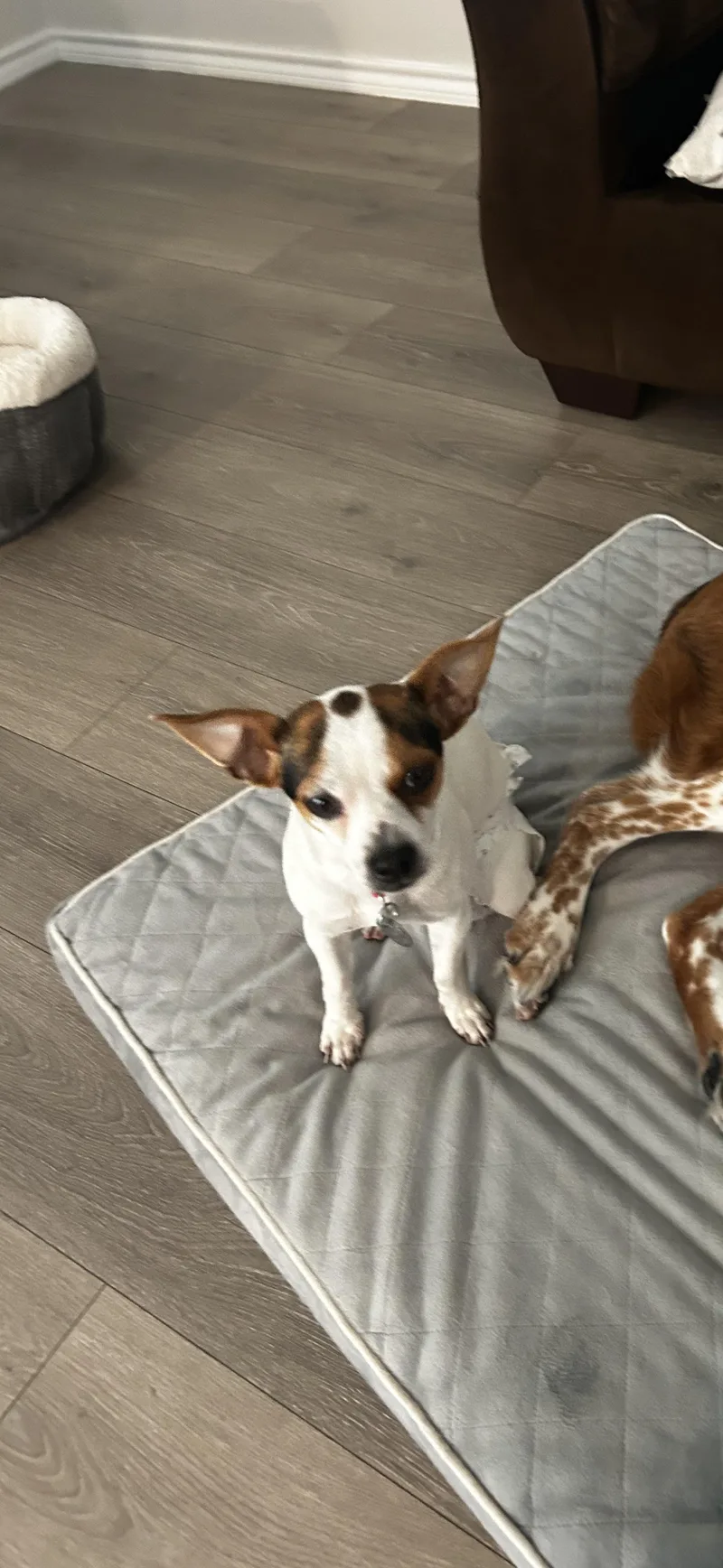 A young small-sized female Chihuahua dog named Sophie for adoption in Plano, TX