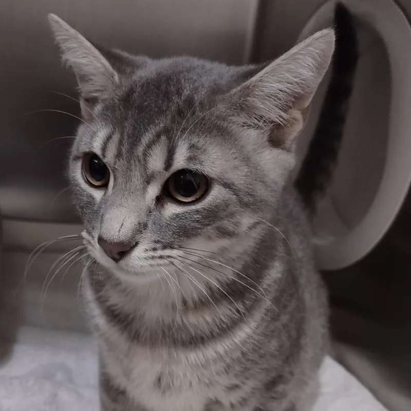 A young medium-sized male Gray / Blue / Silver Domestic Short Hair cat named IEPAStray_ for adoption in Upland, CA